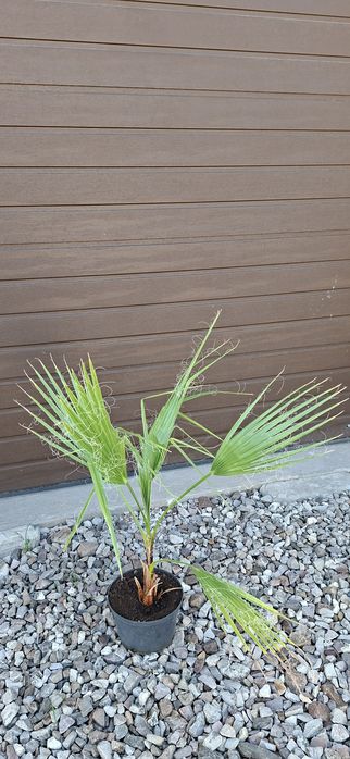 Palma Washingtonia robusta.