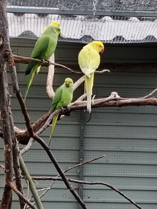 Cedência Ring Necks