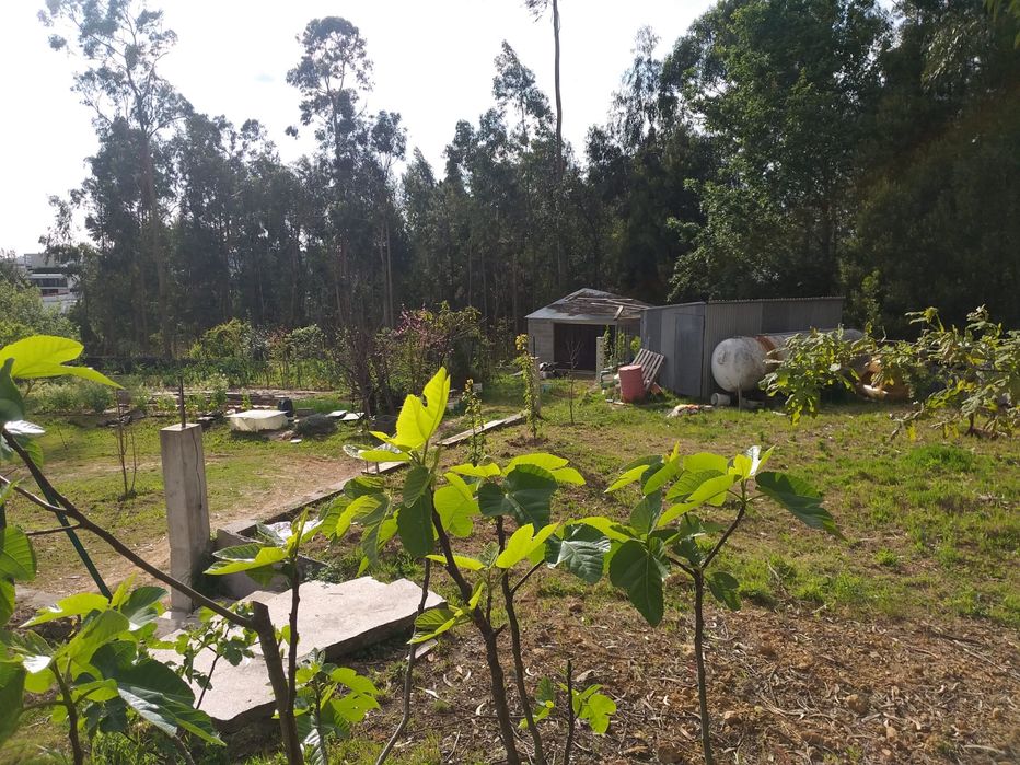 Terreno c/1200m2 Nogueira do cravo