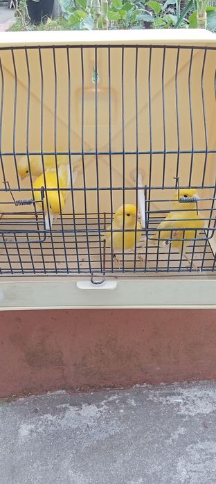 Canários amarelos machos e fêmeas