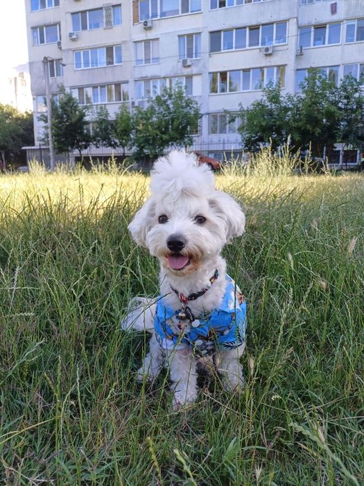 Вязка мальтийская болонка