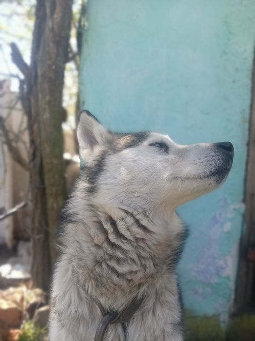 Продам собку хаскі чистокровний