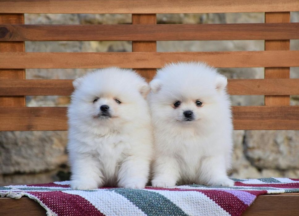 Шпіц дуже гарний