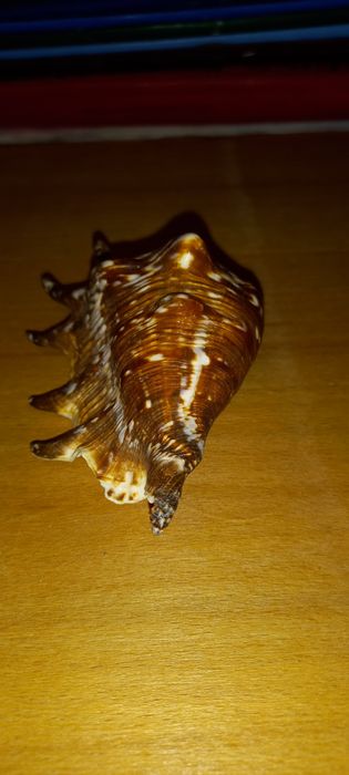 Ракушка морская,красивая