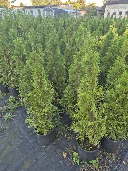 Tuja, Thuja Szmaragd na żywopłot, Aureospicata