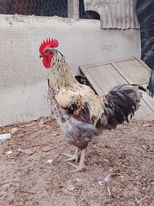 Galo para venda