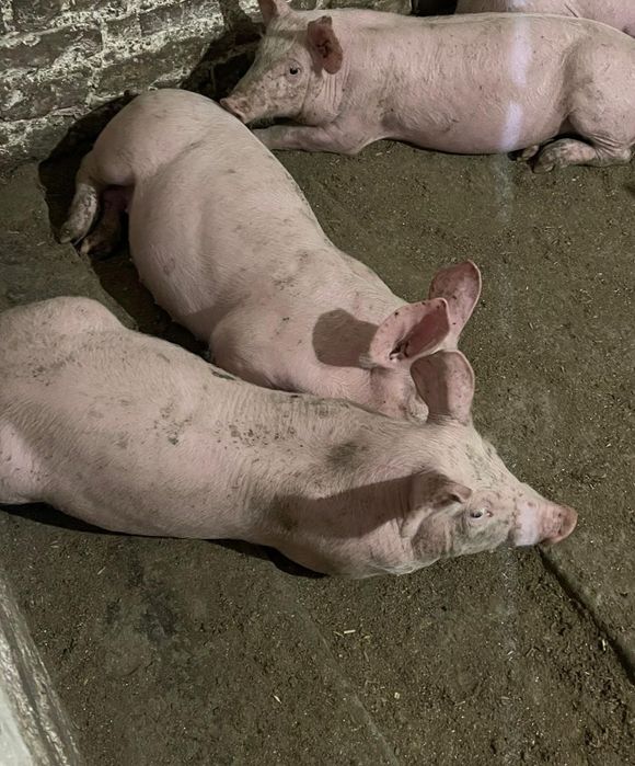 Поросята F1+петрен