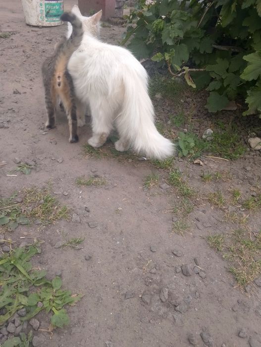 Віддам кошеня,кішечка в добрі руки