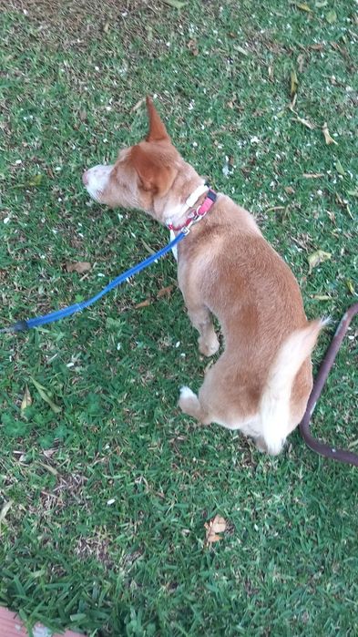 Cão Podengo para adoção