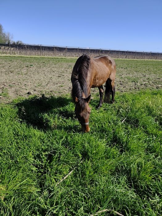Raça de cabalo Arabio