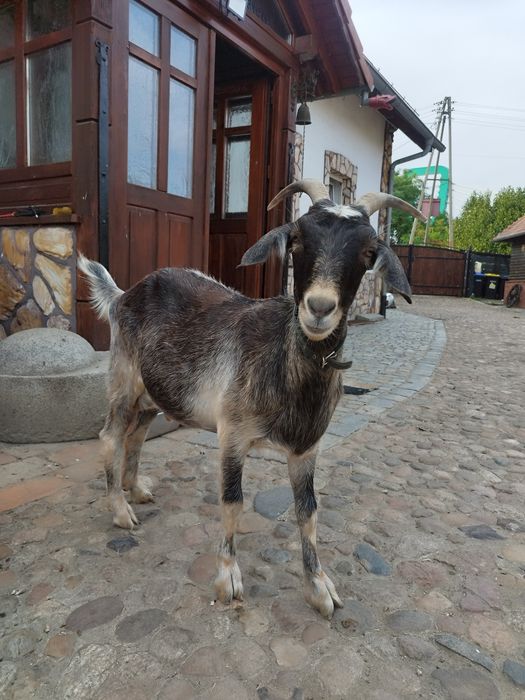 Sprzedam dojną kozę