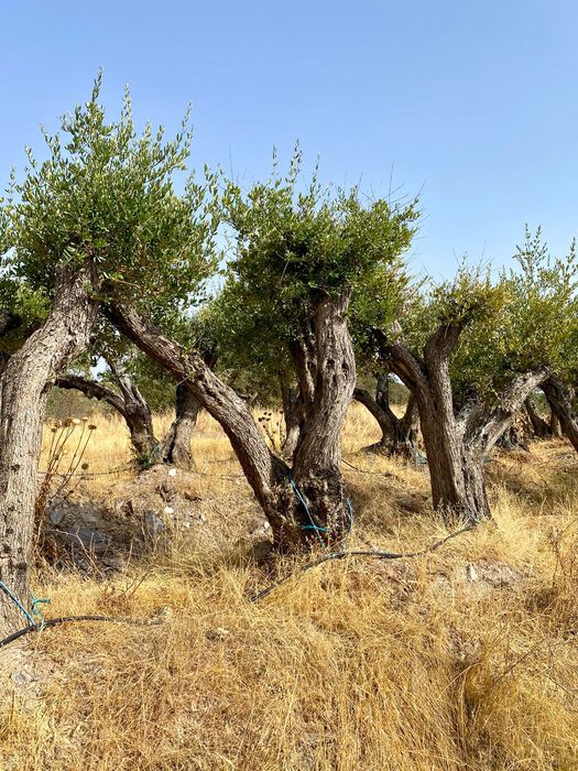 Oliveiras centenárias