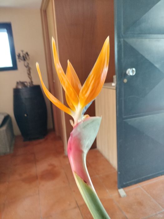 Estrilicias para envasar