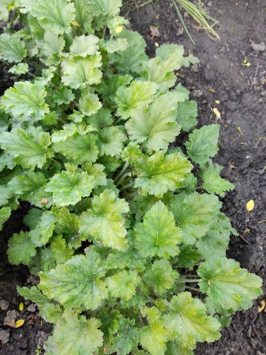 Żurawki (Heuchera)