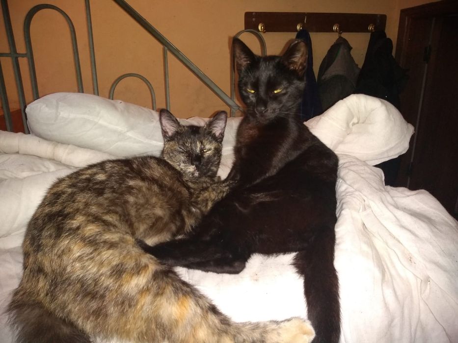 Gattos 1 anos, castrado