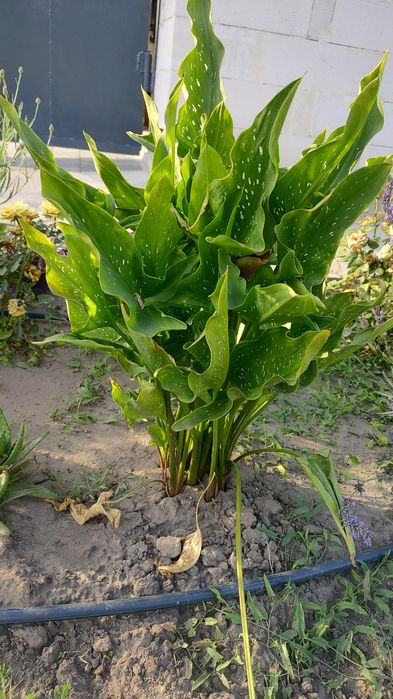 Продам калли, гладіолус