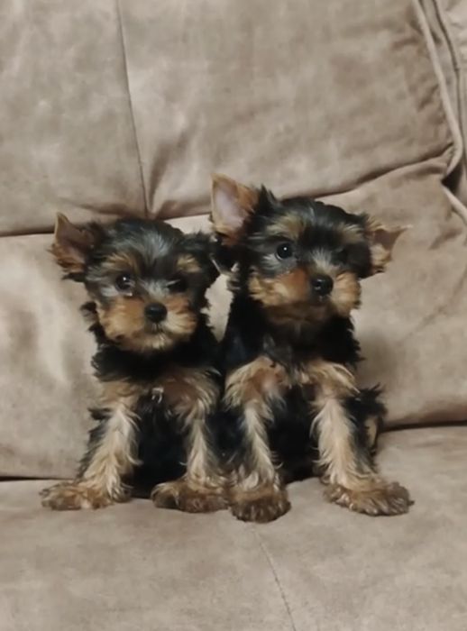 Йоркширський тер'єр