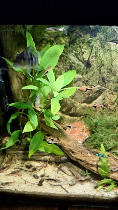 Ryby akwariowe młode