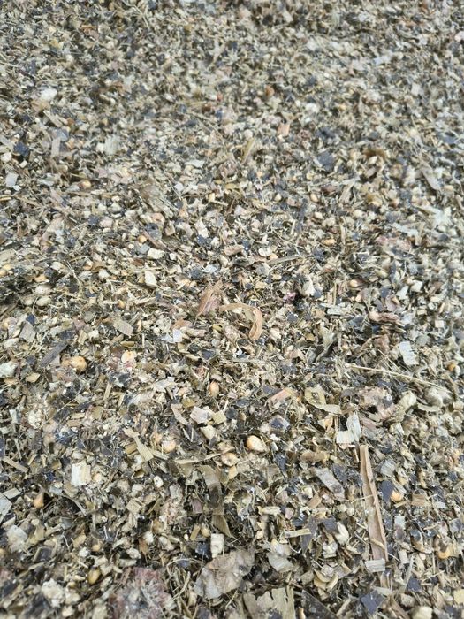 Kiszonka z kukurydzy