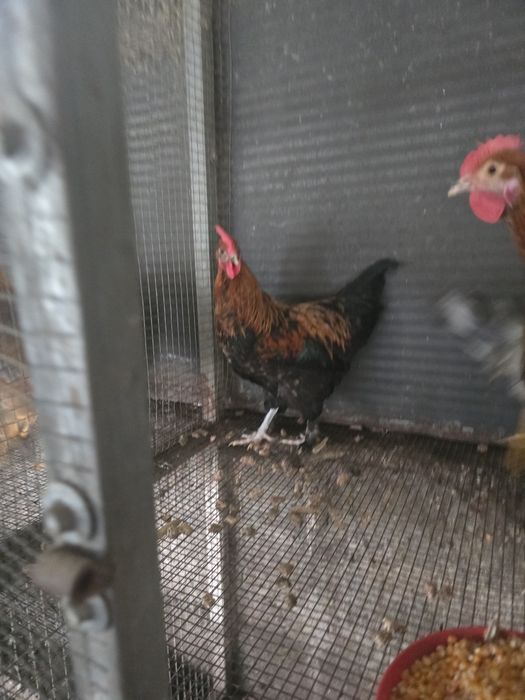 Vendo macho dos ovos chocotate