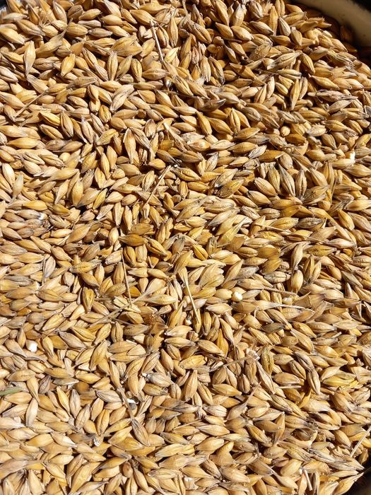 Owies i jęczmień sprzedam