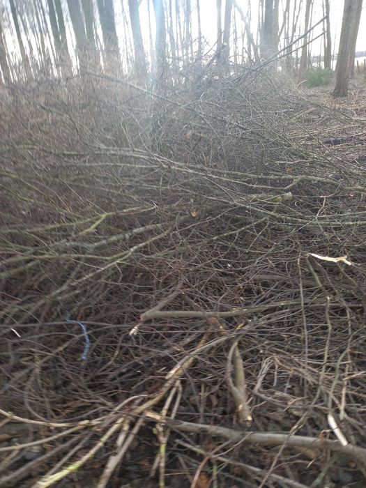 Oddam galezie na rebak