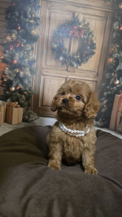 Cavapoo cudowny piesek f1