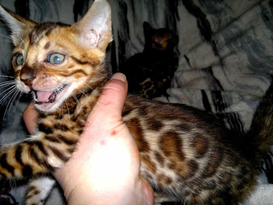 Ексклюзивний бенгальський BENn24 хлопчик за адекватну ціну!