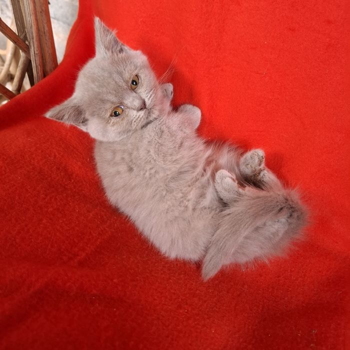 Brytyjski krótkowłosy kotka +rodowód