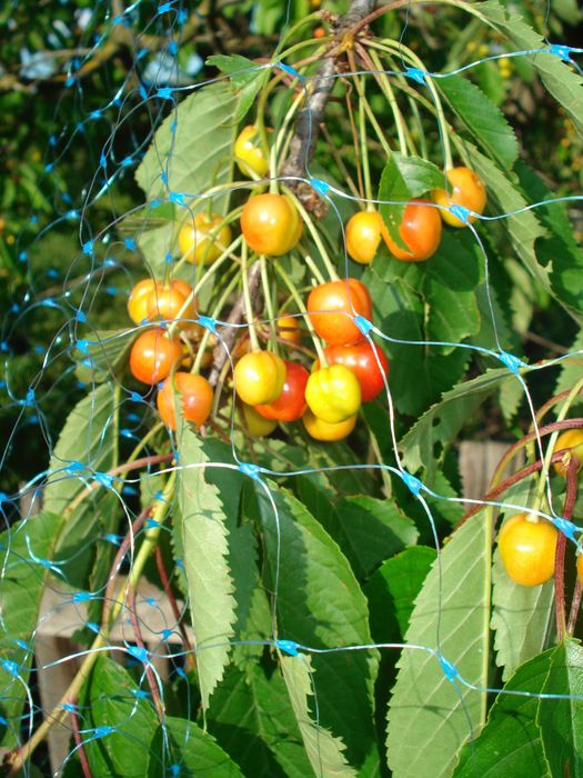 Сітка від птахів, захисна. Різні розміри.