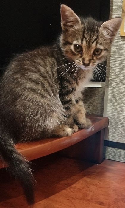 Отдам котят в добрые руки
