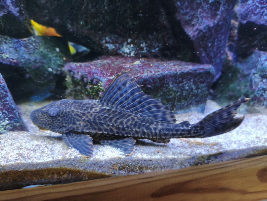 Oddam dwa zbrojniki (glonojady) dorosłe