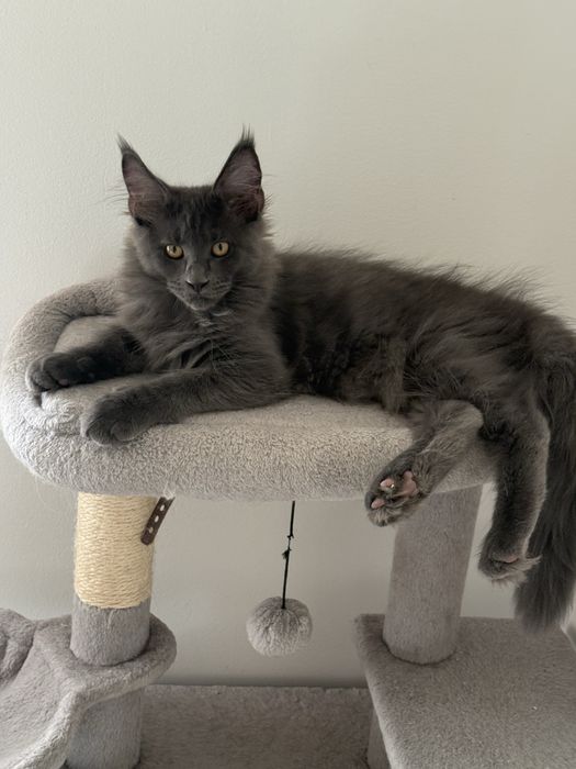 Gatinho Maine Coon
