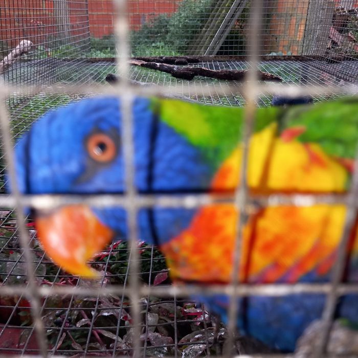 Loris malucanos.