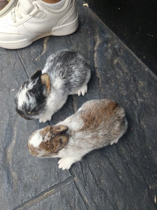 Coelhinhas mini holandês