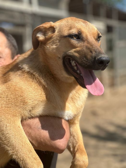 Собака девочка бесплатно