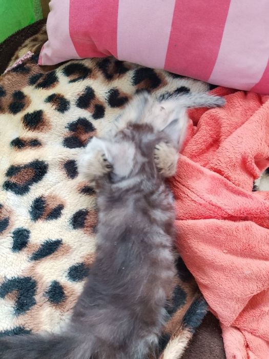 Віддам в добрі руки
