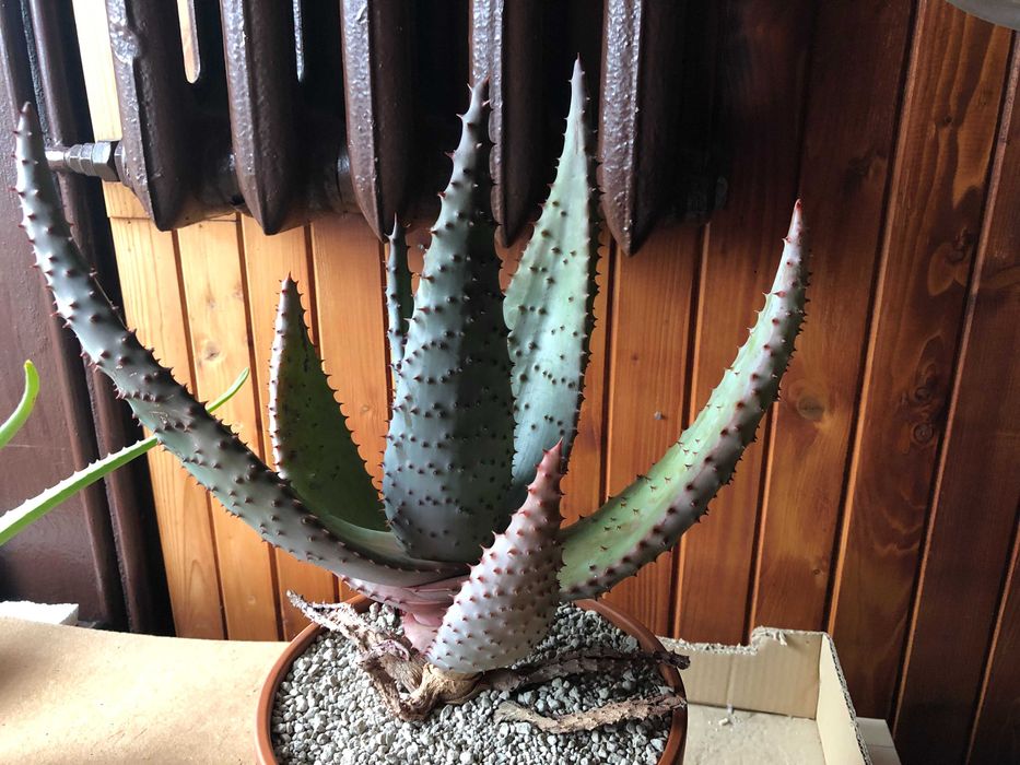 Aloes uzbrojony, Aloe Ferox - rzadki okaz dla kolekcjonera