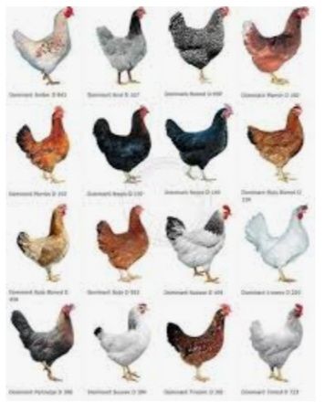 Инкубационное яйцо Доминанта Чехия