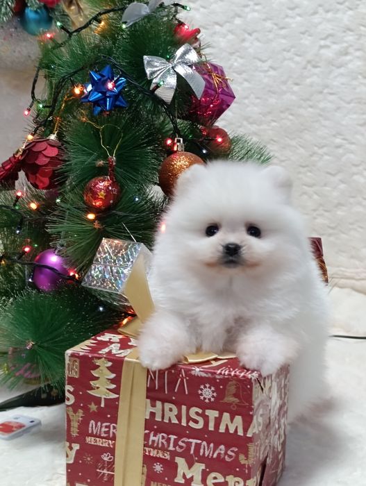 Мальчики - Померанский шпиц.