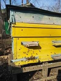 пчелопакеты, бджолопакети, Раздельнянский район