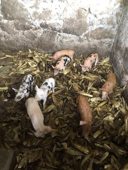 Porcos para recria pietran x duroc