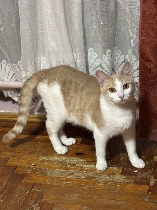 Котик підліток у добрі руки