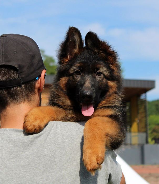 Цуценята німецької вівчарки. Документи КСУ.