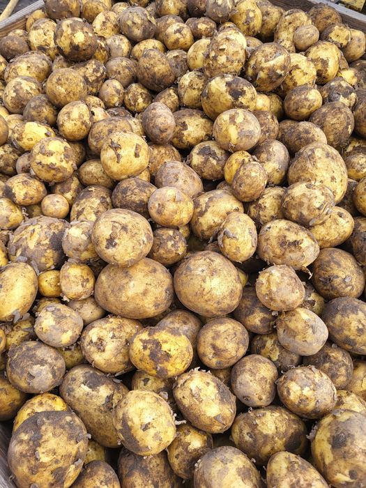 Ziemniaki Colombo oraz Anna Queen