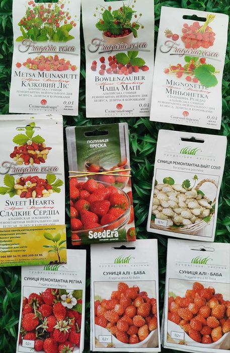 Семена земляники клубники Ремонтантные сорта Регина Ананасная Али баба