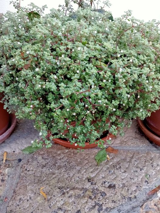 Planta natural, super bonita