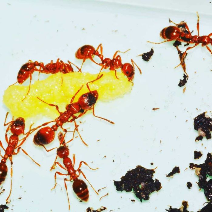 Formigueiro Didático MIRMEX – Kit Completo Médio Castanho