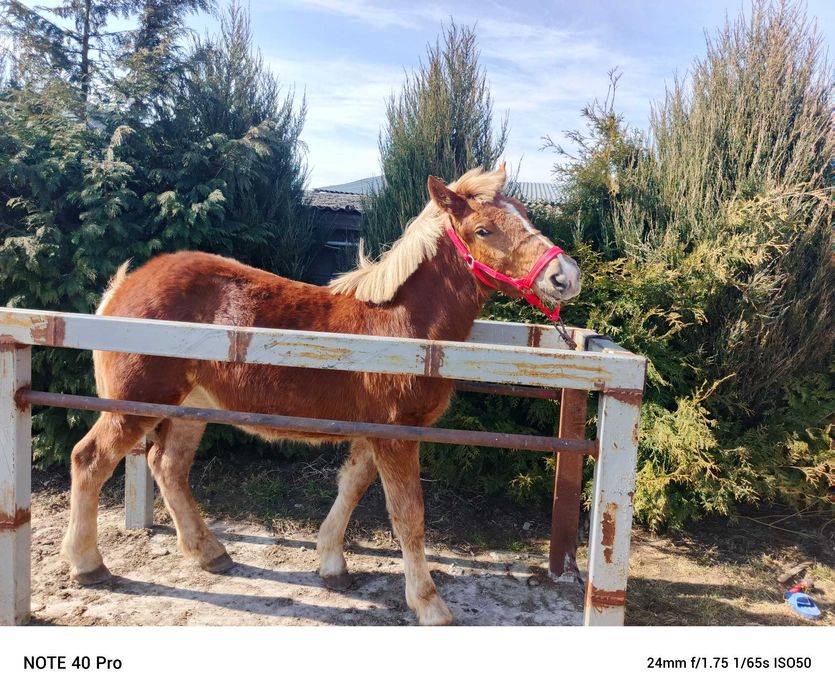 Klaczka sztumska roczna