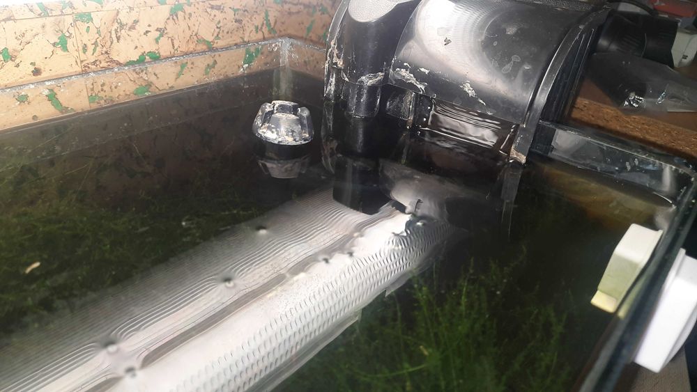 Akwarium krewetkarium sakura red i red cherry i rasowy glon około 200